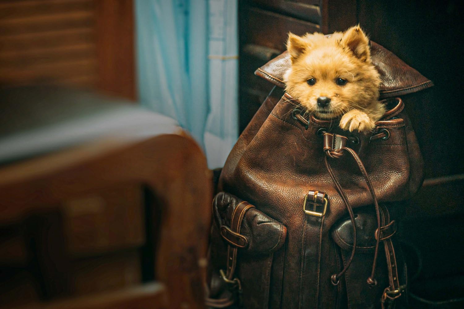 Hachiko – Para Sempre